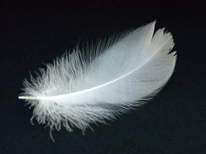 swan-feather-16307_960_720